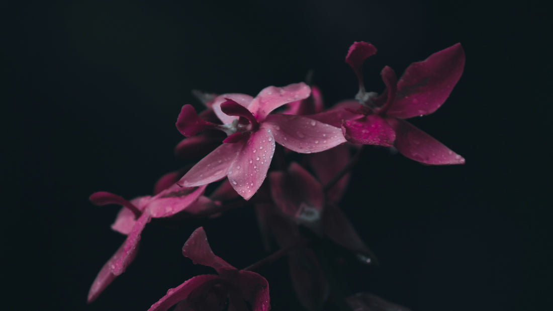 Pink orchid flowers indoor plant
