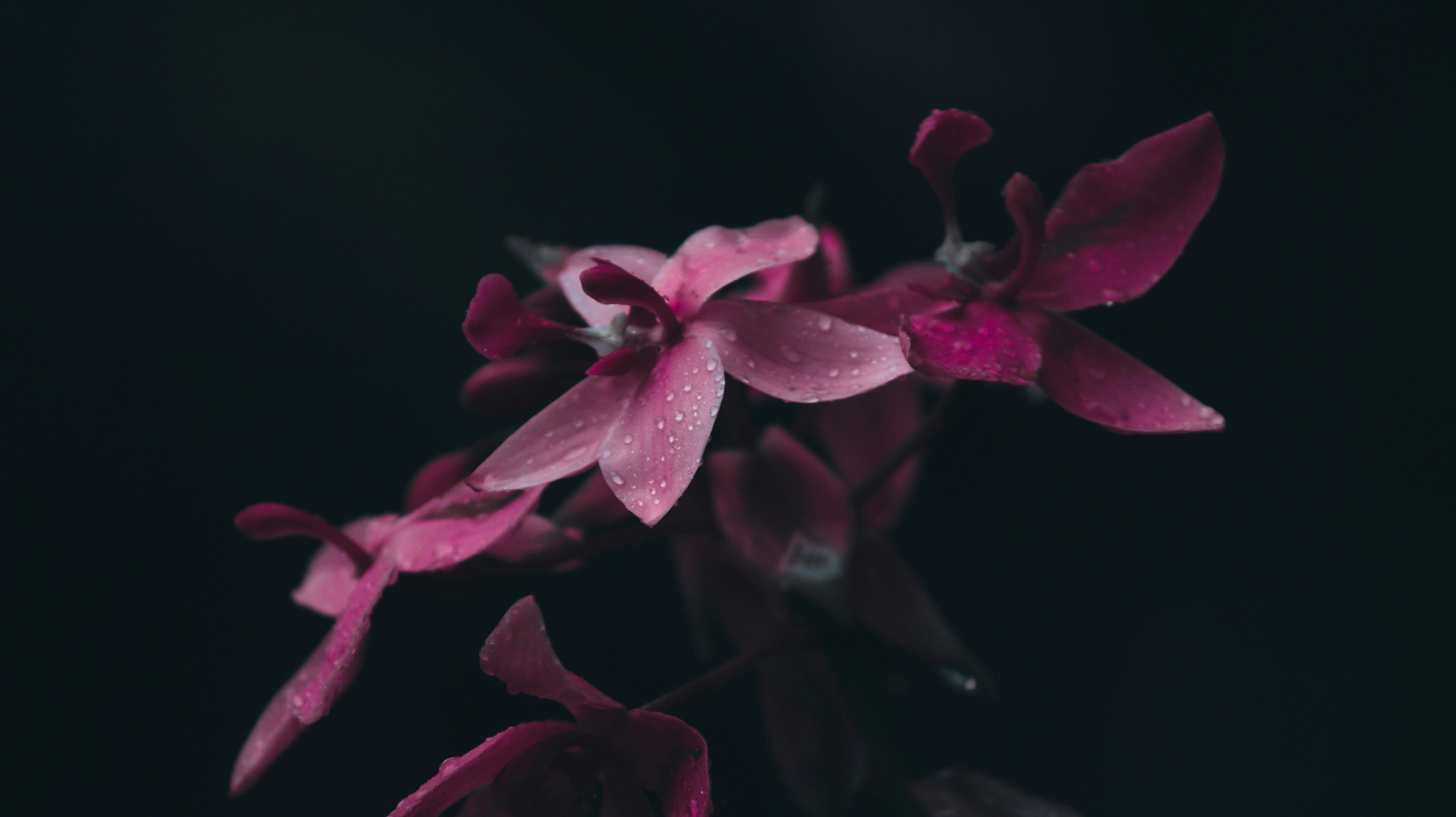 Pink orchid flowers indoor plant