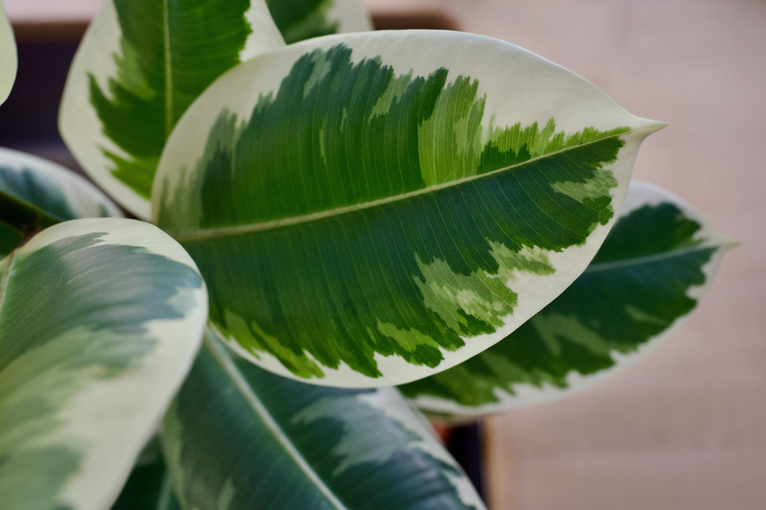 Leaf close up rubber plant indoor house plant