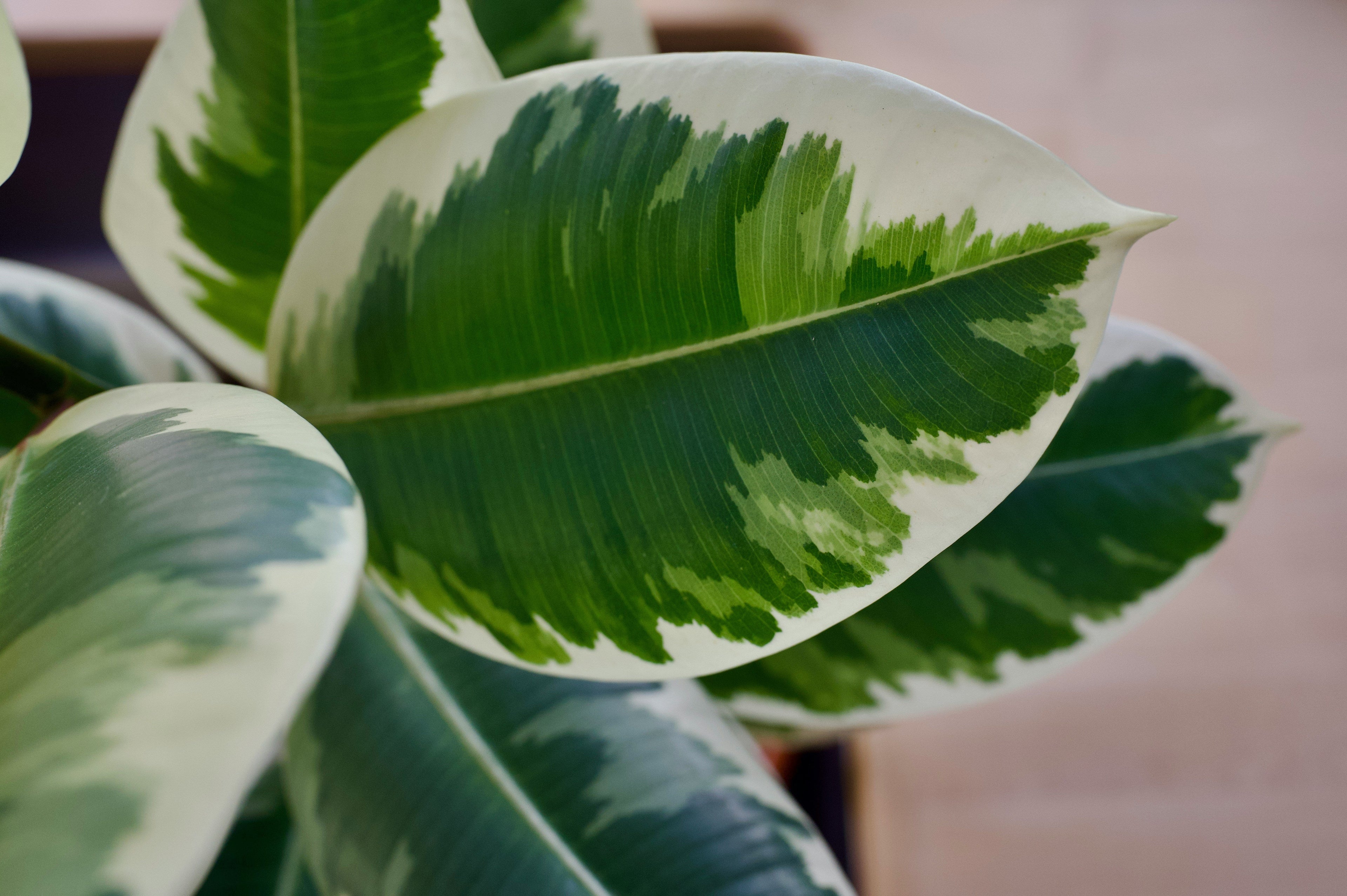 Leaf close up rubber plant indoor house plant