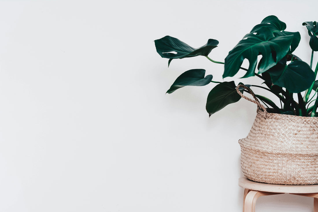 Monstera house plant in woven basket