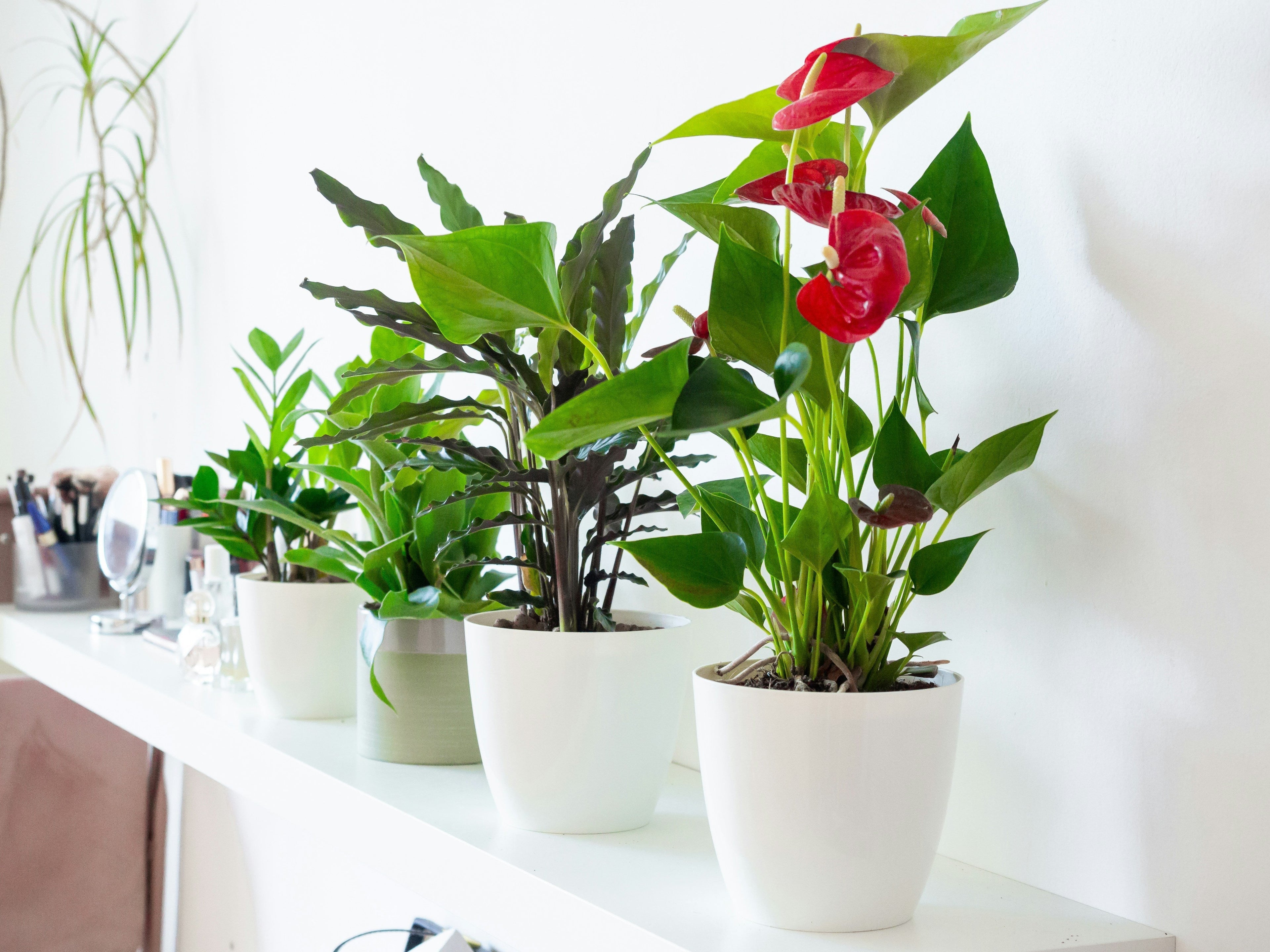 Red anthurium house plant indoor shelf