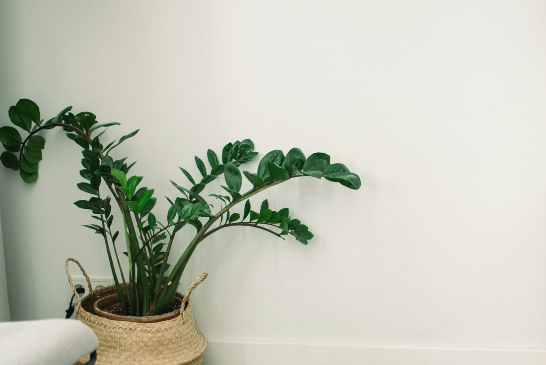ZZ house plant in woven basket