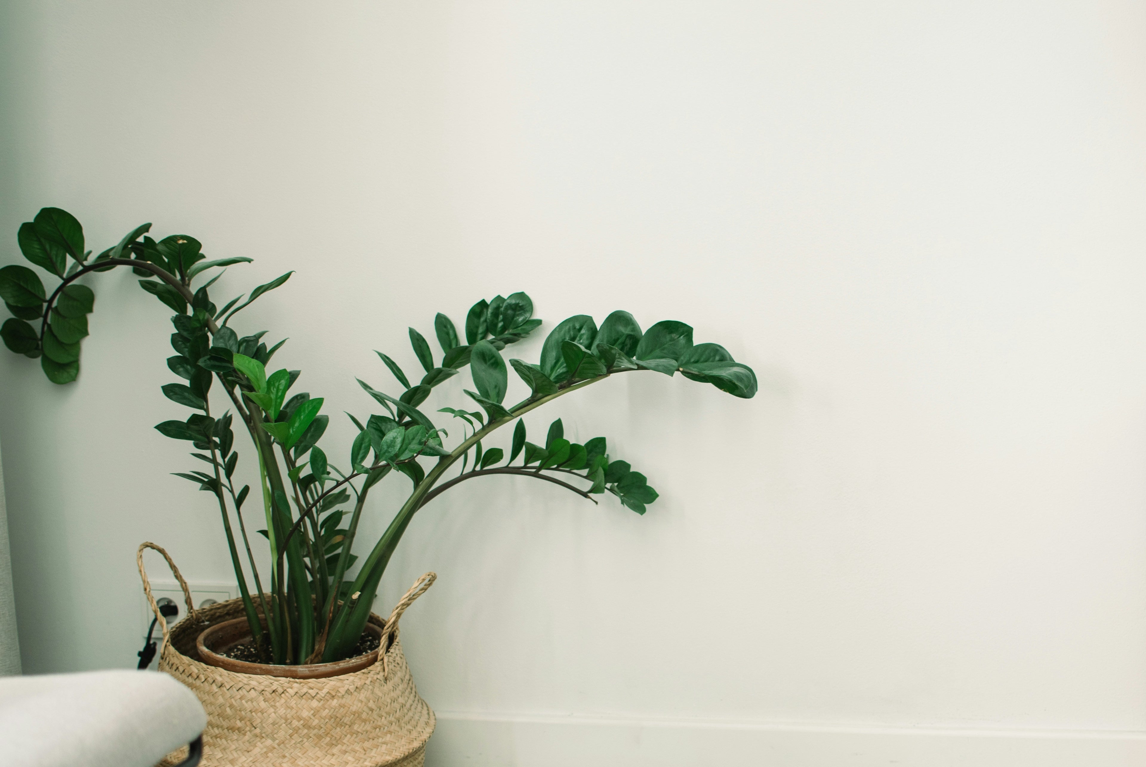 ZZ house plant in woven basket