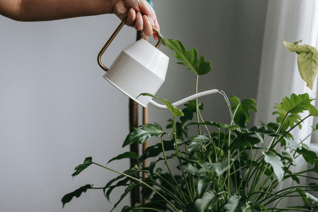 Hand watering indoor house plant white watering can