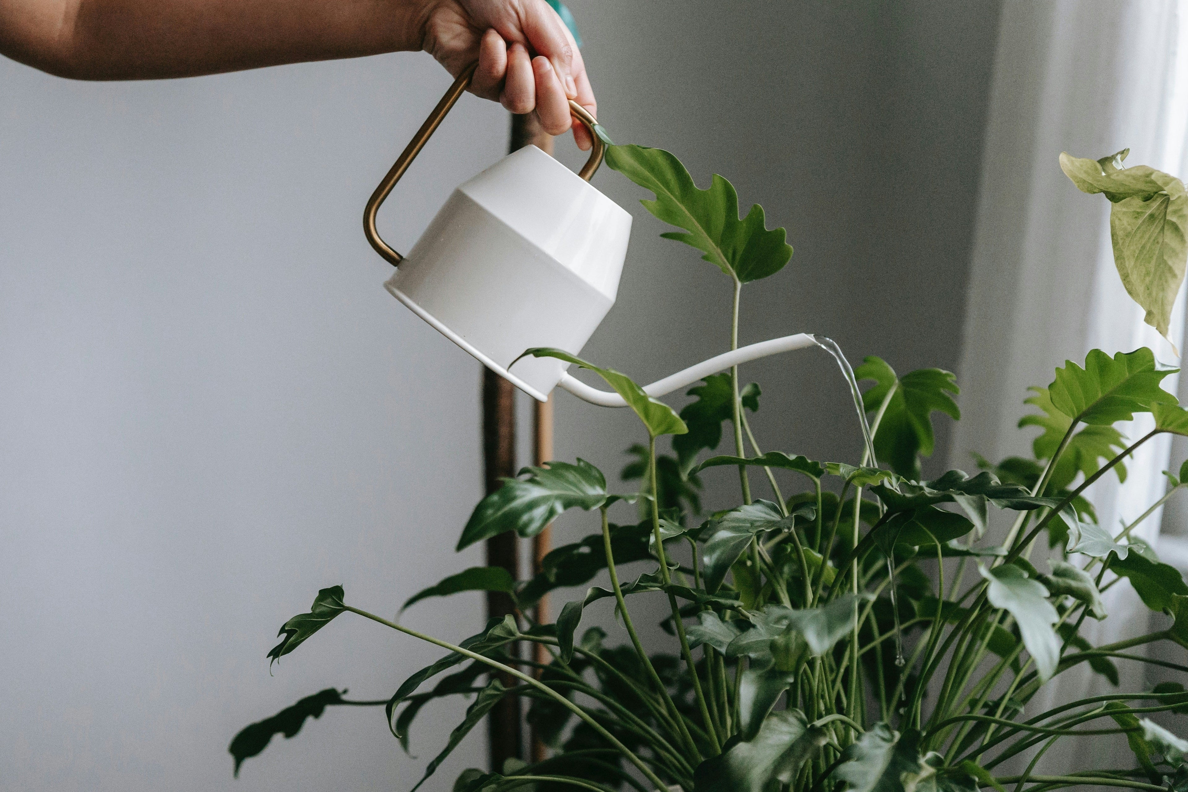 Hand watering indoor house plant white watering can