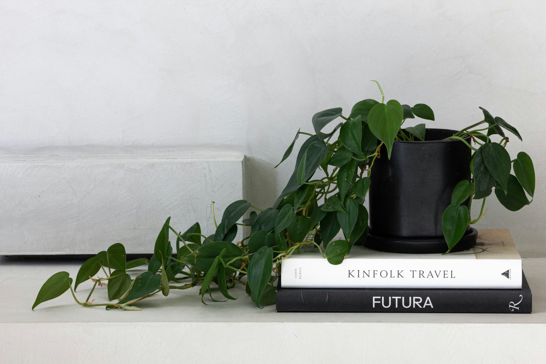 Cascading house plant sitting on books