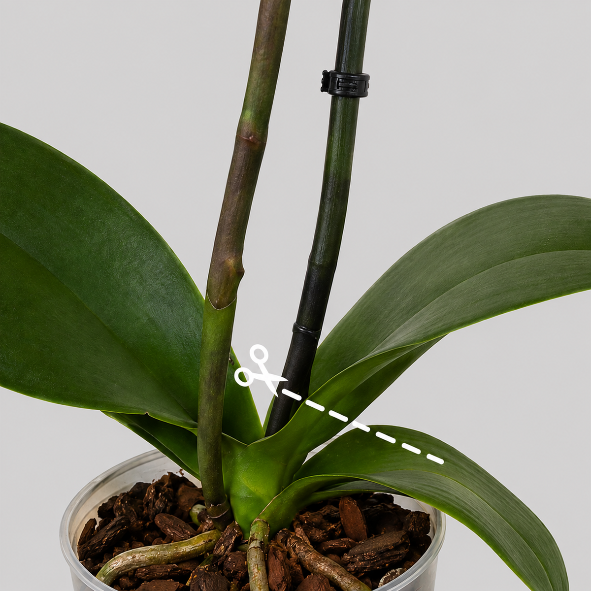 Close-up of an orchid plant in a clear plastic pot with bark, showing two green stems and a white dashed line with a scissors icon indicating stem pruning.