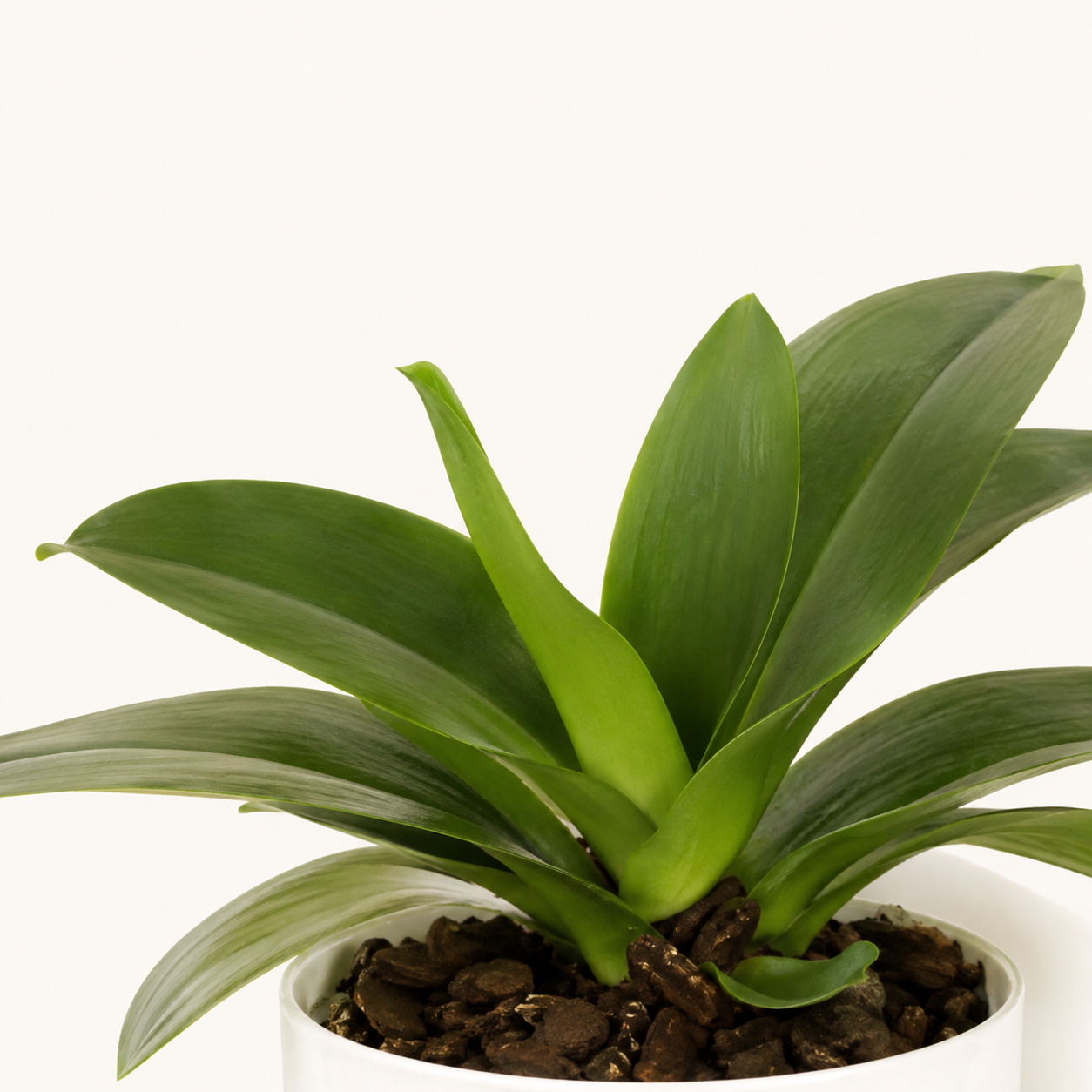 A potted green orchid with broad, upright leaves growing in dark bark or wood chips inside a white pot, photographed against a clean white background.