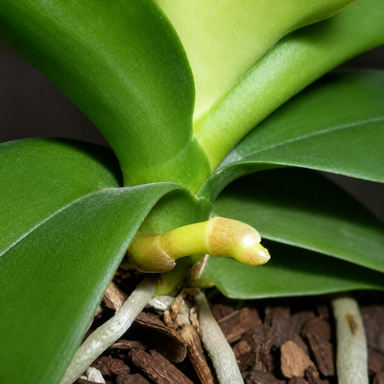Close-up of a green orchid plant with broad glossy leaves and a small pale yellow bud at the center, growing in brown bark or wood chips.
