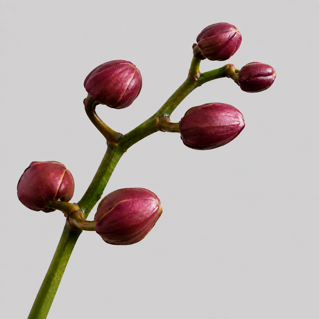 A close-up botanical shot of an orchid stem with five oval, deep burgundy-purple flower buds attached to a green stem, set against a solid light gray background.