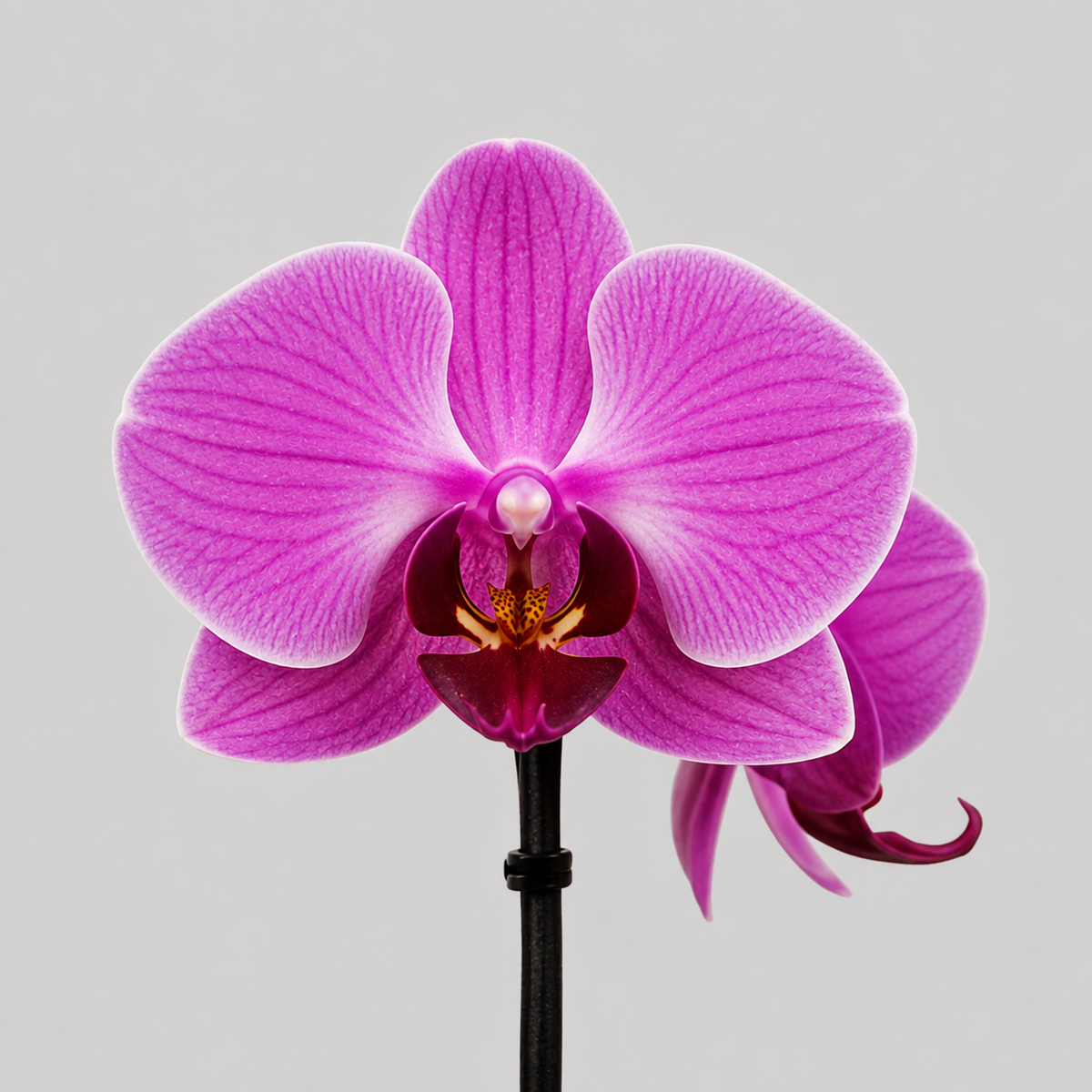 A single bright pink-purple orchid flower with a dark magenta center and a black stem, photographed against a plain light gray background.