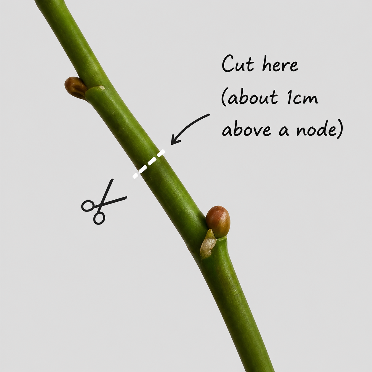 Instructional graphic showing a green stem or branch with handwritten text reading 'Cut here (about 1cm above a node)' and a scissors icon, on a light gray background.