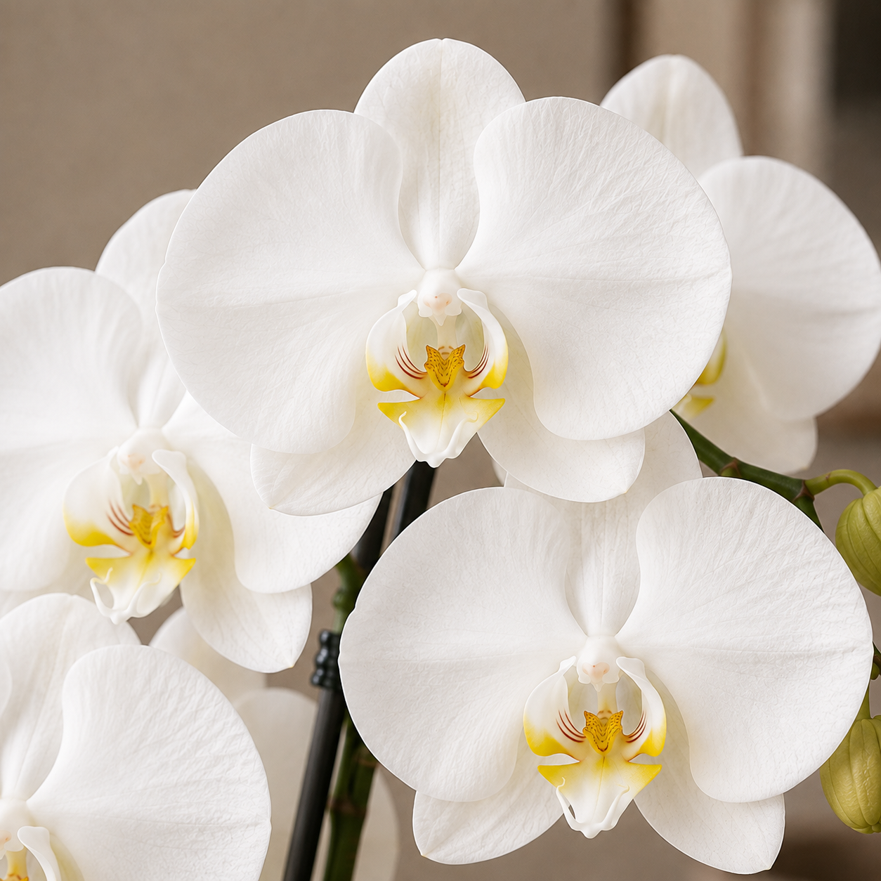 White Phalaenopsis orchids with yellow and red centers, shown in a close-up shot against a soft beige background.