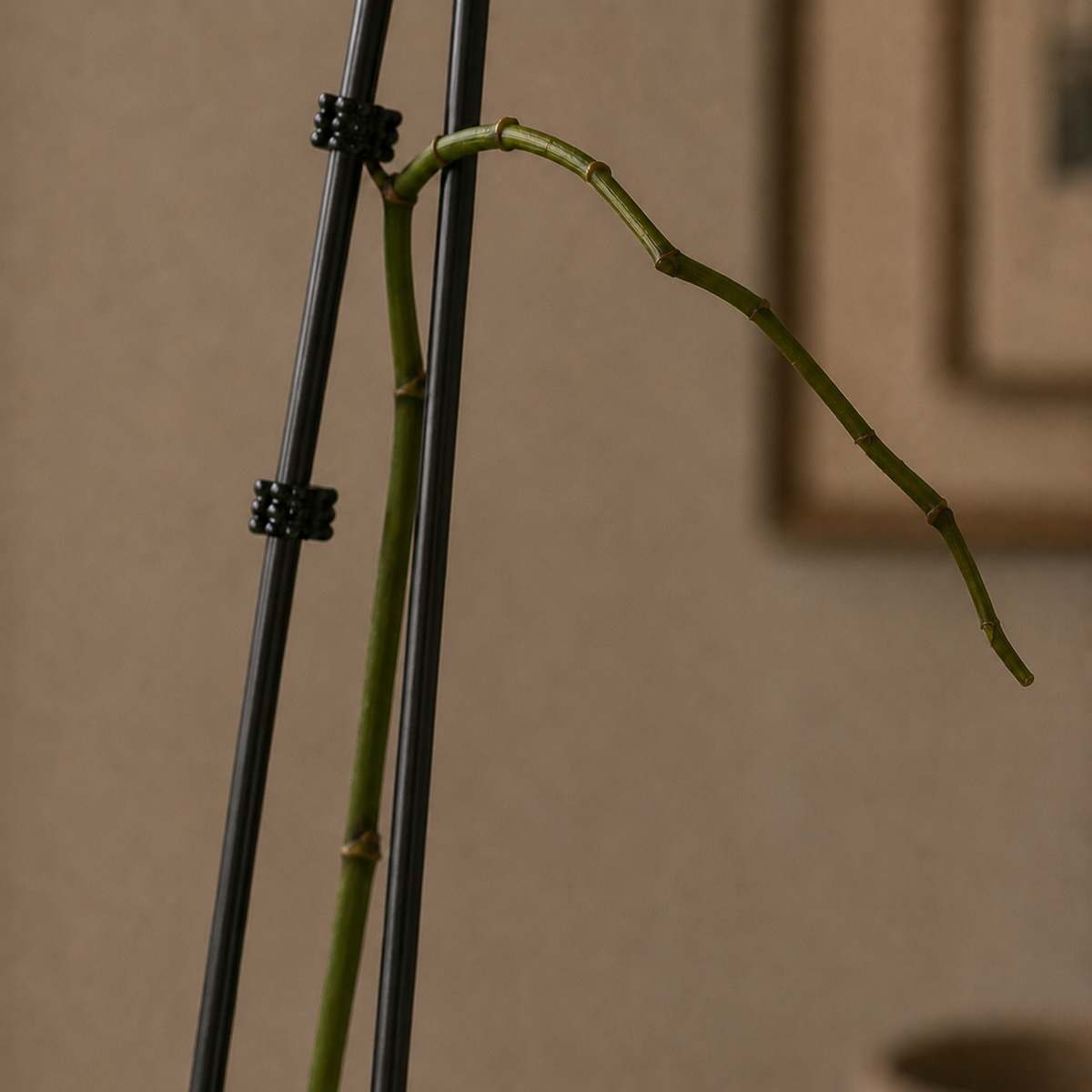 A close-up of a green climbing plant stem secured with black plastic clips to two black metal stakes, set against a warm beige wall with a blurred framed picture in the background.