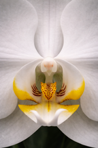 Close-up of a white orchid with a yellow center