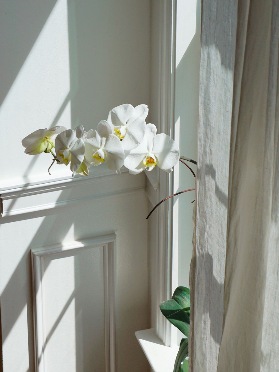 White orchids on a windowsill with sunlight casting shadows