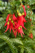 Kākābeak — Native Scarlet Beauty
