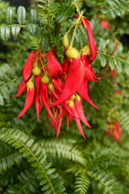 Red flowers with green leaves on a blurred green background
