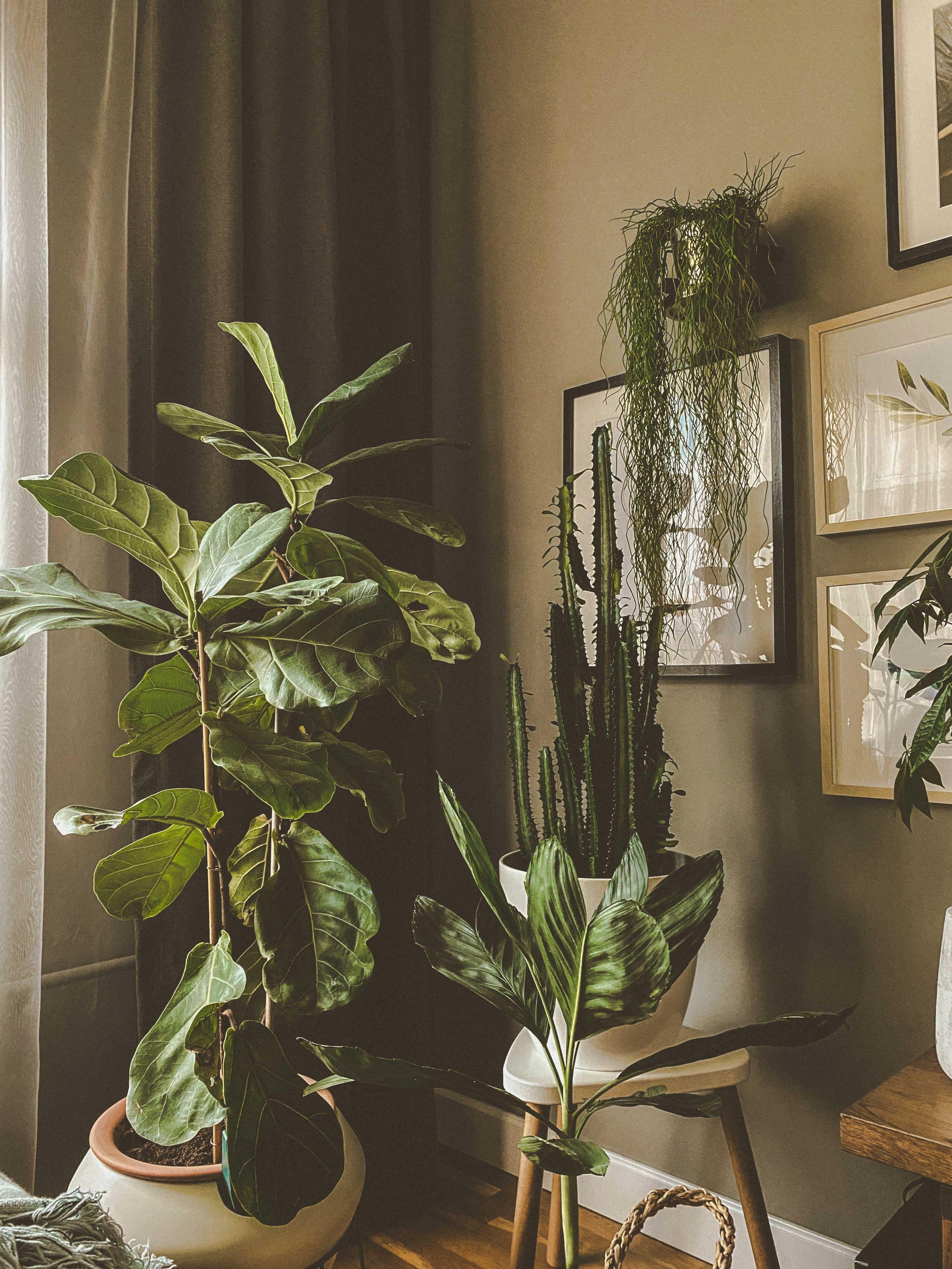 Indoor plants in a room with framed artwork on the wall.