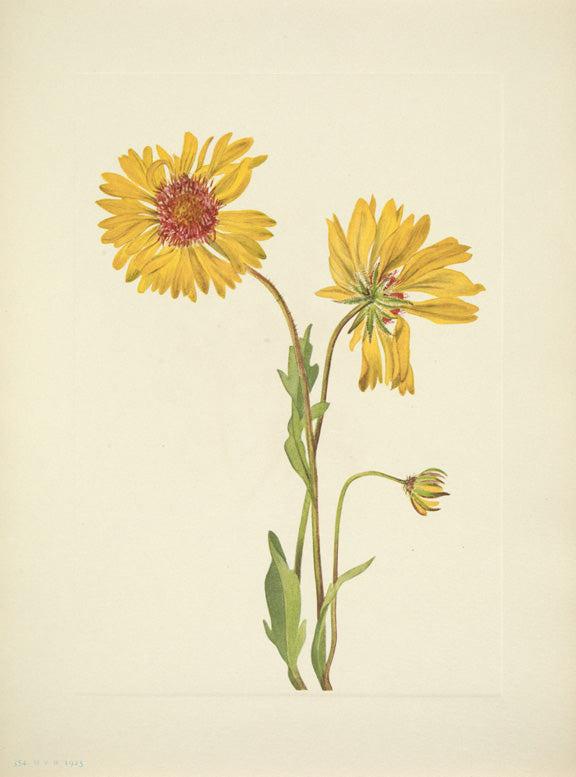A botanical illustration of two yellow flowers with green stems and leaves on an off-white background.