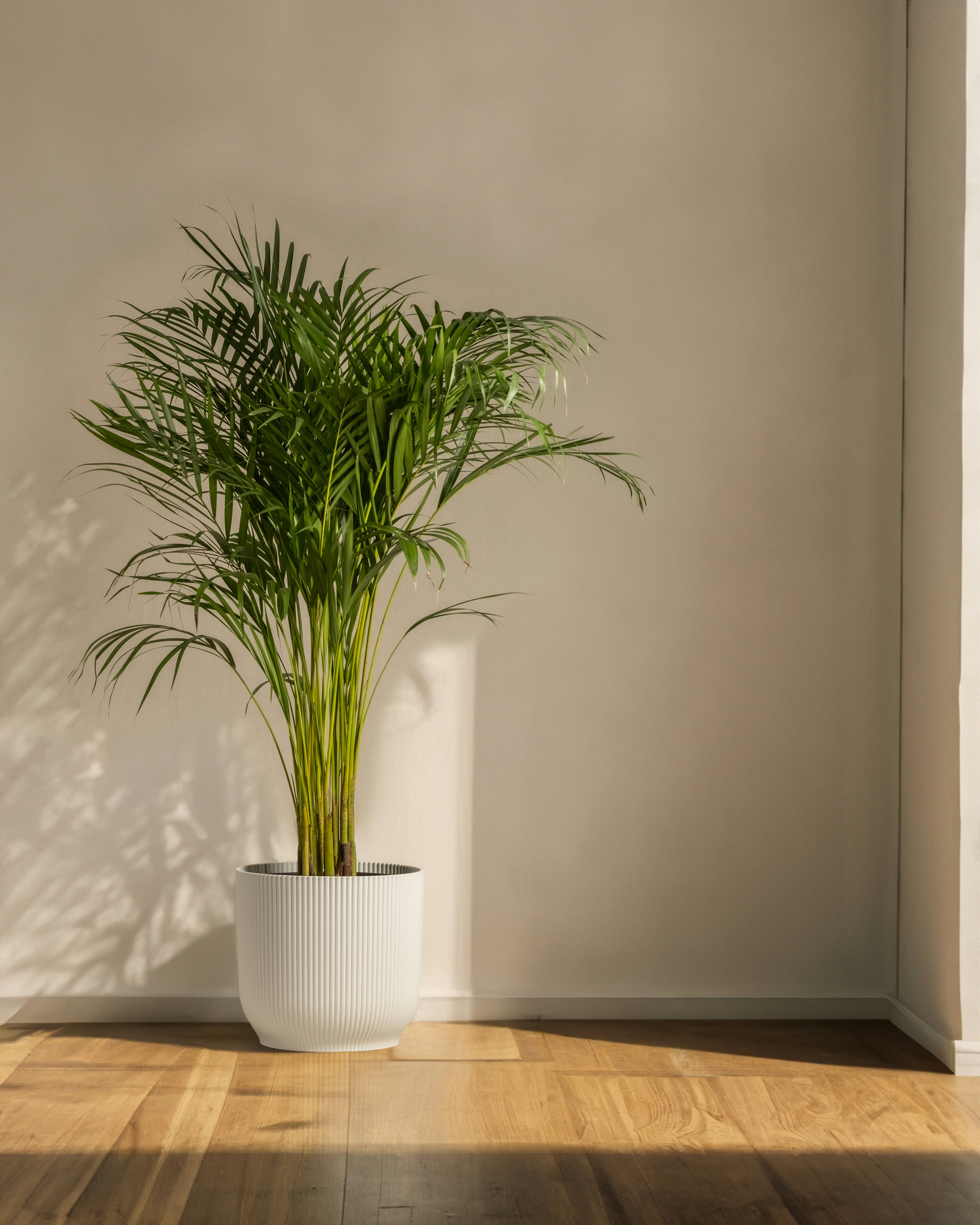 Potted plant in a room with a neutral wall and wooden floor