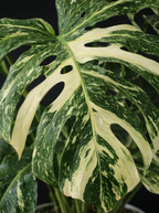 rare-variegated-monstera-thai-constellation-indoor-plant-17cm-pot-closeup