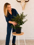 A woman in a navy blue shirt and jeans is holding a potted green plant on a small stool in a room with a textured white wall and a mounted animal skull.