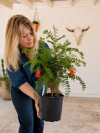 A woman in a blue shirt holds a potted green plant with small orange-red flowers in a black nursery pot, set against a rustic indoor backdrop with a mounted animal skull on the wall.
