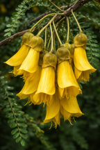 Bunch of yellow kowhai flowers on a branch with green leaves in the background
