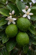 Green limes with white flowers on a lime tree