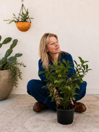 A woman in a blue outfit sits on a light-colored rug on the floor, holding a potted green citrus plant with small green fruits in a black pot. The background features a textured off-white wall with a hanging terracotta planter and a large cactus in a concrete pot.