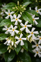 Close-up of white flowers with green leaves