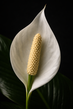 White flower with a yellow spadix on a black background