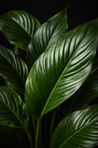 Close-up of green leaves with a dark background