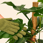 A close-up of a hand wearing a textured olive-green dust gloves while handling a large green leaf of a houseplant, with a coir support stake visible in the background against a light beige backdrop.