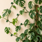 Variegated Monstera deliciosa houseplant with green and cream split leaves climbing up a brown tree trunk against a warm beige wall.