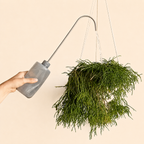 A hand holds a gray watering can with a long metal spout and clear water stream watering a green hanging plant against a solid beige background.