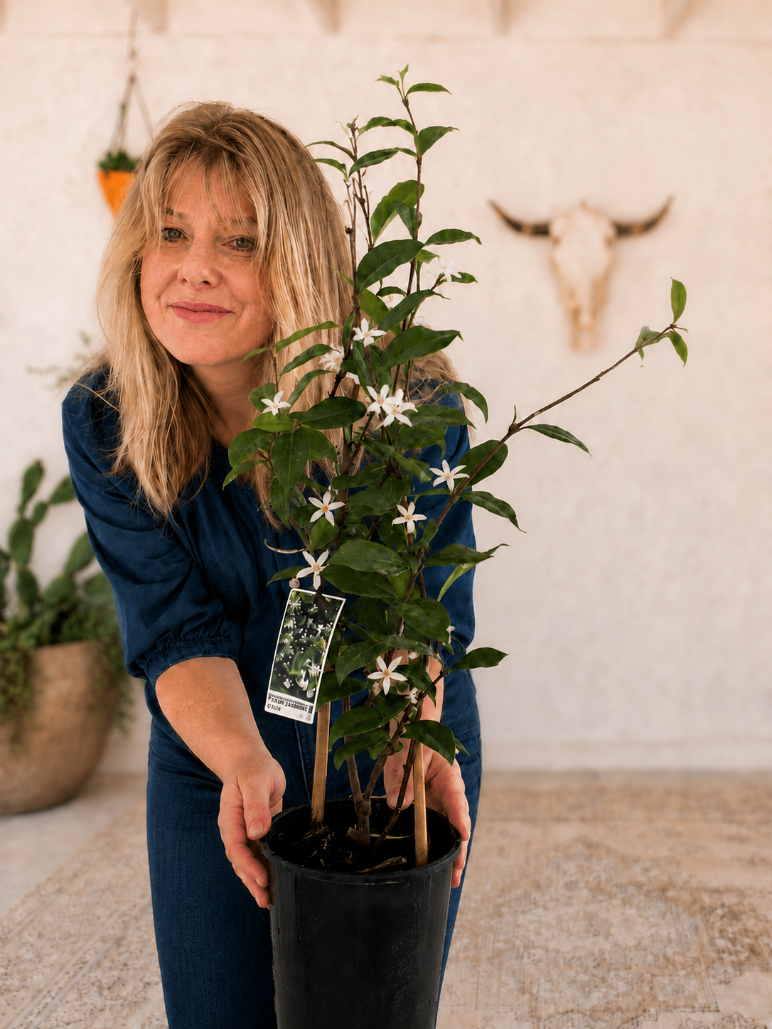 Star Jasmine — Fragrant Climbing Beauty