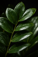 Close-up of a branch with green leaves on a dark background